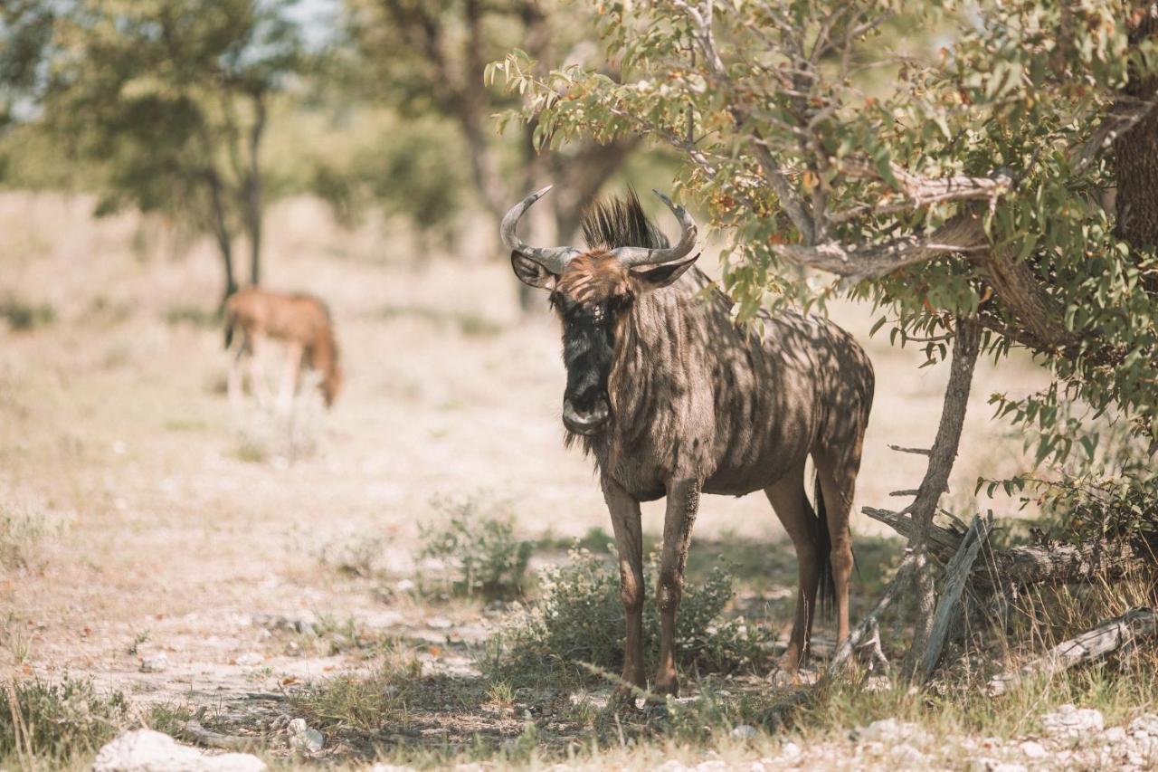 Etosha Safari Campsite Exteriér fotografie