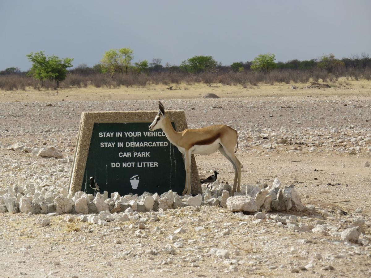 Etosha Safari Campsite Exteriér fotografie